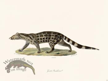 Cuvier 186 Cenette Leopard